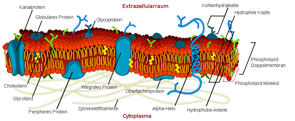 aufbau von Zellmembranen
